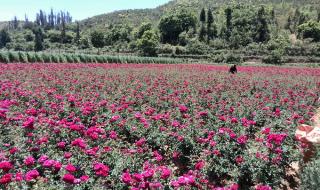 新玫瑰之约 新玫瑰之约